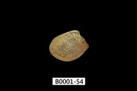 藏品(銀錦蛤)的圖片